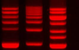 GelRed colorant de gel pour acides nucléiques