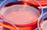 Transfection reagents